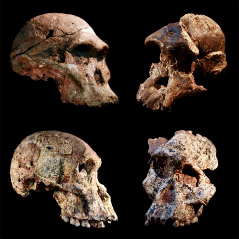 SA back in contention for being the place where our species originated following new Sterkfontein Caves discovery