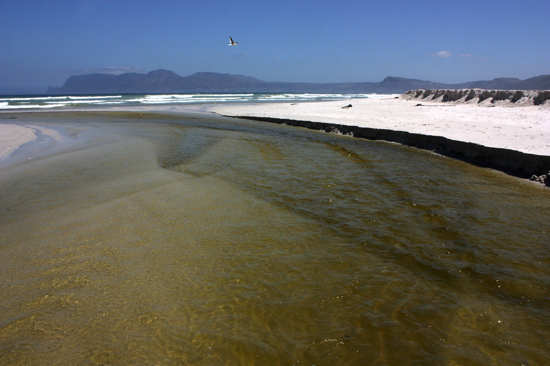 Polluted effluent flows from the Cape Flats Wastewater Treatment Works into False Bay at Strandfontein
