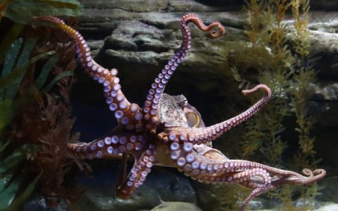 Why octopuses are having a cultural moment