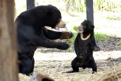 Sun bears appear so human-like they are mistaken for people in suits – experts explain