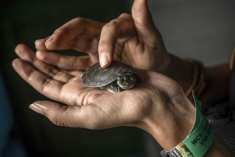 An inhabitant of the riverside communities observes a turtle after its release into the wild, in the Parque Nacional do Jau, some 195 kilometers from Manaus, the largest city in the Amazon, Brazil, 27 January 2024 (Issued 28 January 2024). The historic drought that the Amazon has been suffering since September 2023 made it difficult to rescue the endangered turtle eggs in the world's largest rainforest, but did not prevent activists fighting to save the species in Brazil from commemorating the release of 800 chelonian hatchlings this weekend.  EPA-EFE/Raphael Alves