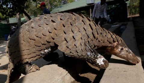 Watershed for pangolins as China wipes scales off medicine list